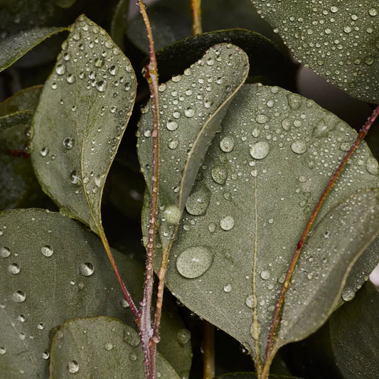 Eucalyptus - Puur Castile Zeepblok €7.49