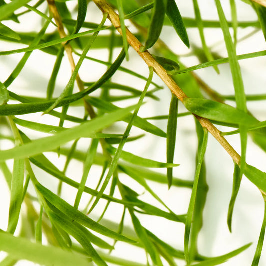 Tea Tree - Puur Castile Zeepblok €7.49